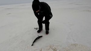 ЛОВЛЯ СУДАКА В ГЛУХОЗИМЬЕ. Рыбалка на Рыбинском водохранилище