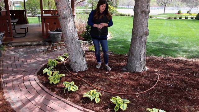 Planting a Hedge of Autumn Frost Hostas! ??// Garden Answer смотреть онлайн