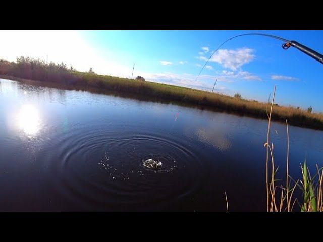 20 МЕТРОВ ОТ ДОМА !!! ЭТИ МОНСТРЫ ГНУТ УДОЧКУ И ТОПЯТ ПОПЛАВОК! СУПЕР РЫБАЛКА НА ПОПЛАВОК! смотреть онлайн