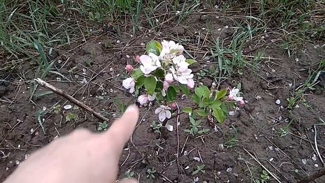 Однолетние карликовые яблони зацвели - что делать смотреть онлайн