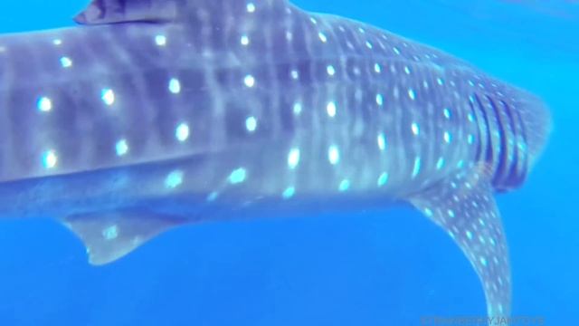 Learn With Wild Sea Animals in Blue Whale and Shark Toys For Kids смотреть онлайн