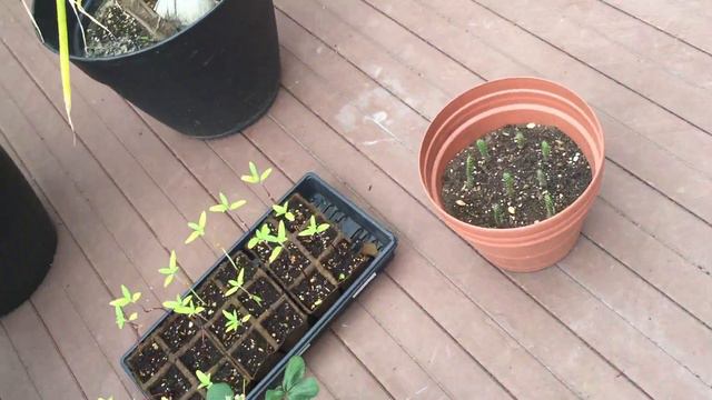 HOW TO GROW TROPICAL PLANTS 2016 (STORM LOCKDOWN!) DAY 20 смотреть онлайн