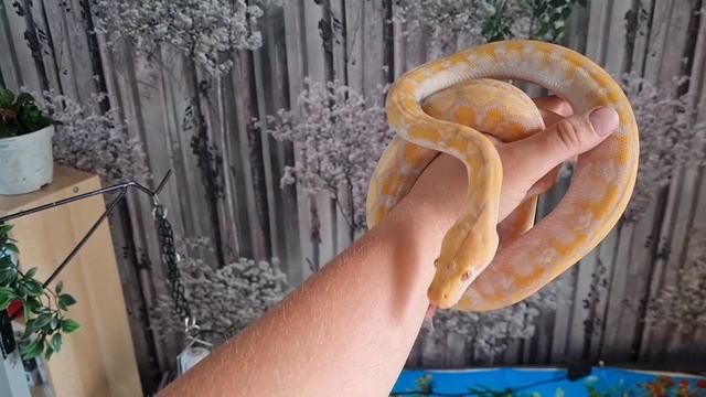 I got a snake I swore I'd never own! (reticulated python) смотреть онлайн