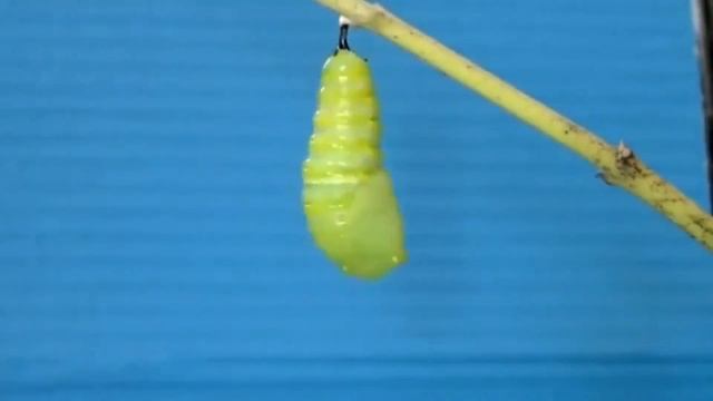 Как гусеница превращается в бабочку? смотреть онлайн