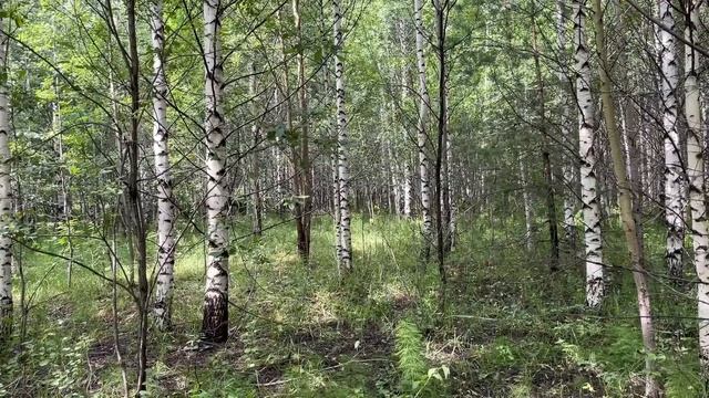 Шок! В Новокузнецке грузди напали на грибника! Еле ушёл! смотреть онлайн