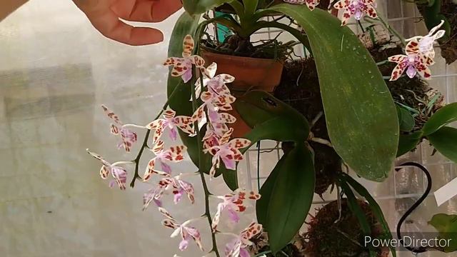 Phalaenopsis Mariae