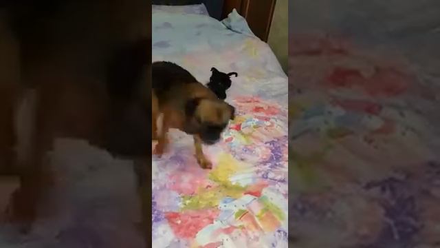 Анадырь. Пти брабансон. Сара и Гликерия