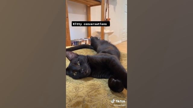 Funny Cats that Can Probably Bring World Peace смотреть онлайн