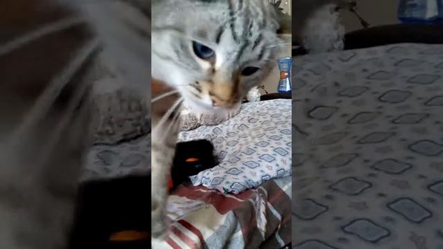Кот Вася 3 - в армии смотреть онлайн