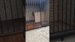 Вольер для двух собак