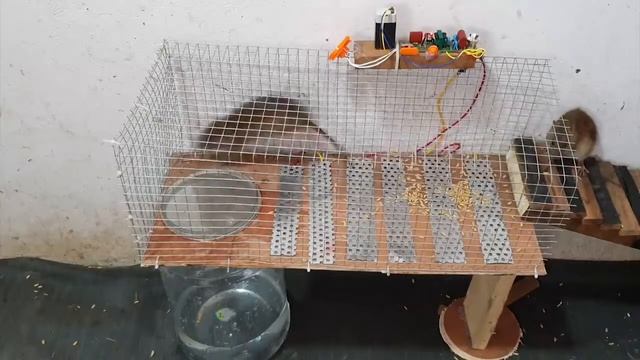 Amazing Electric Rat/Mouse Trap with Grill & bottle?Trap With 12V Battery/ Automatic rat trap/DIY смотреть онлайн