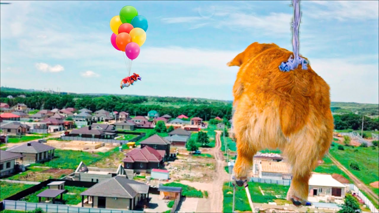 ШОК! Летающий КОРГИ на воздушных шариках! (Корги Коржик) Говорящая собака. смотреть онлайн