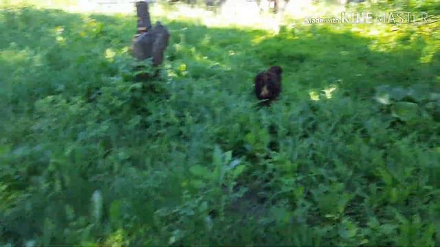 Голос по следу зайца смотреть онлайн