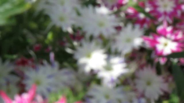 СЕЛЬСКИЕ ЗАРИСОВКИ... смотреть онлайн