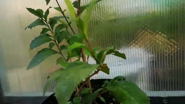 Graptophyllum Ilicifolium. Эндемик Австралии. Осень 2020