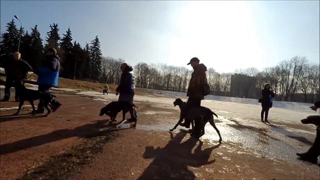 Общее построение пометов на выводке 2017 г. смотреть онлайн
