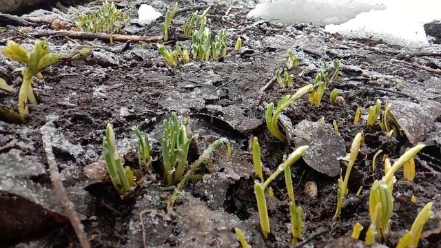 А вот и первые подснежники в этом году. Галантусы выпустили бутоны смотреть онлайн