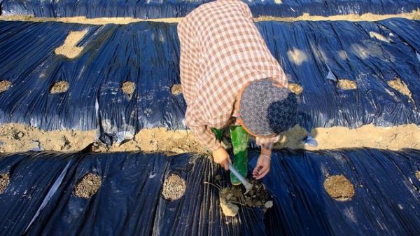 Building a new life episode 59 | Dig a 2000 square meter pond, plant watermelon