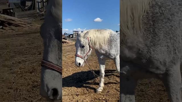 Лошадка смотреть онлайн