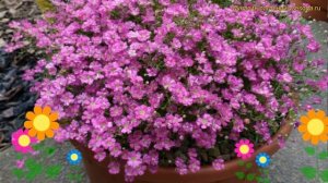 Гипсофила махровая Джипси Дип Роуз. Краткий обзор, описание gypsophila paniculata Gypsy Deep Rose