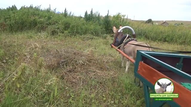 Ослик помощник. Забрали накошенную траву смотреть онлайн