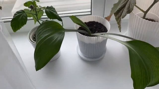 Заказ Фабарлик,повесили полки на кухне,комнатные цветы. смотреть онлайн