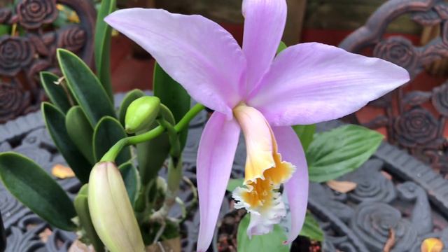 Orchid/plant haul from Edison and Ford Winter Garden Festival смотреть онлайн