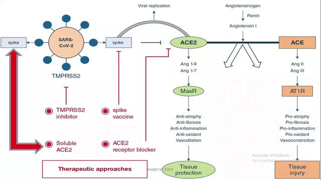Possible drug targets for the treatment of Novel Corona Virus disease смотреть онлайн