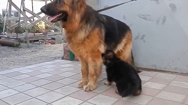 Длинношерстная немецкая овчарка Шакира и ее сын. Одесса. смотреть онлайн
