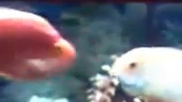 Целующиеся рыбки. Ничто человеческое им не чуждо..... смотреть онлайн