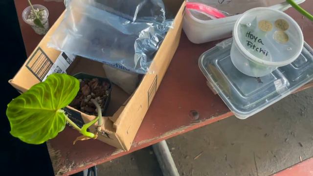 Plant Swap: What I Brought To Trade + Haul