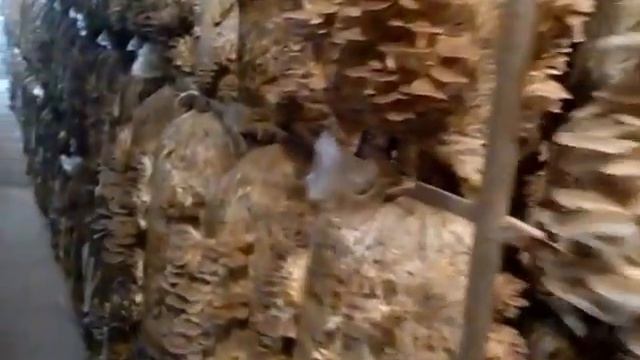Вешенка. Плодоношение штамма pph смотреть онлайн