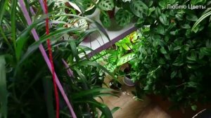 Моя оранжерея в квартире и планы на будущее