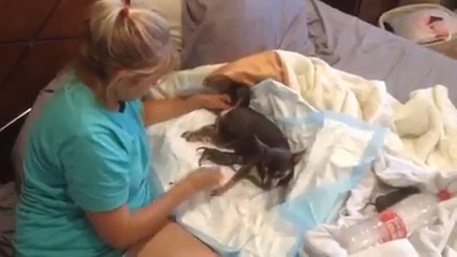 Роды чихуахуа (2) - наши новые щеночки. смотреть онлайн