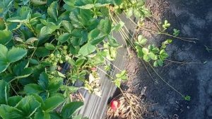 Плодоношение клубники, сорта Флер, Дали, Лия Сахарная, Гарда, Сенсация и Арриана!!!