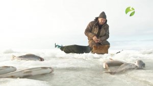 С полем! "За хариусом по первому льду"