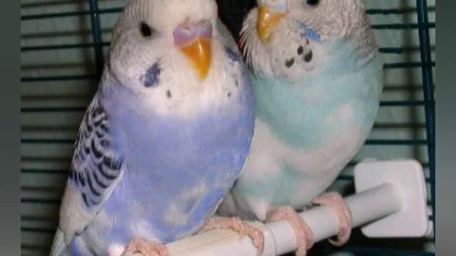 Мечты - сбываются !❤️❤️❤️❤️❤️🐦🐦🐦🐦🐦 смотреть онлайн