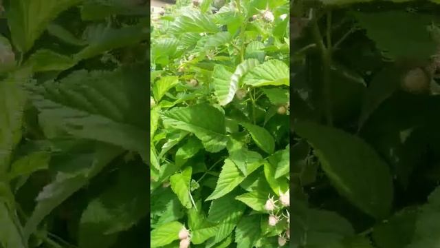 Ежевика. Обзор сортов на 14.06.23 смотреть онлайн