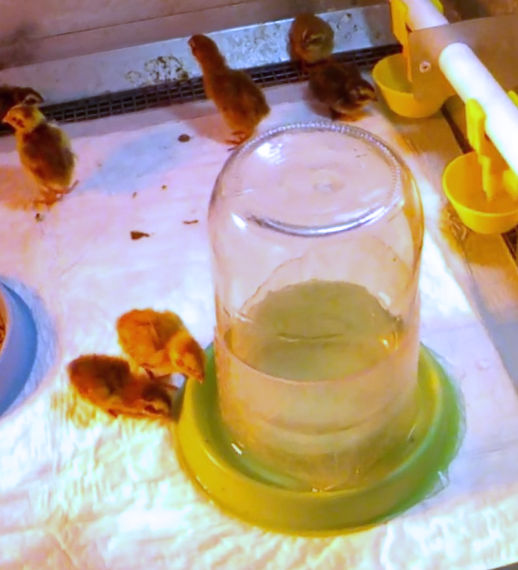 Про лайфхак с поилкой, чтобы птенцы не тонули. смотреть онлайн