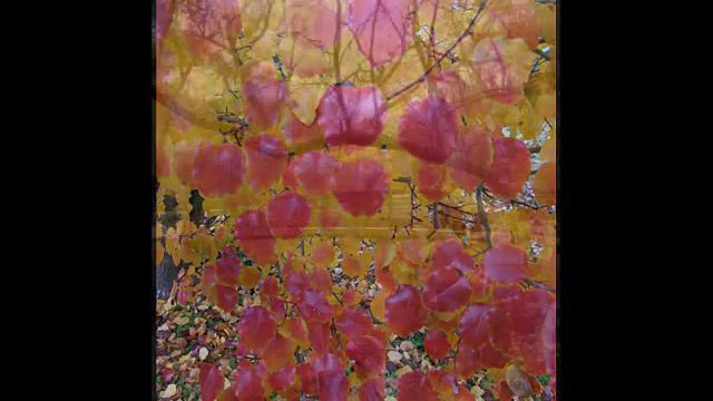 How Do I Love Thee? Sonnet 43 Elizabeth Barrett Browning MUSIC VIDEO смотреть онлайн