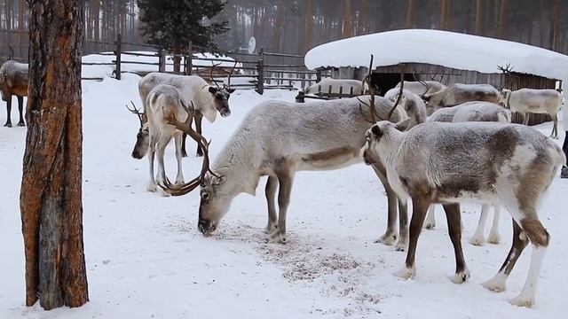 Посмотреть Северное Сияние в Мурманске – туры из Москвы и Петербурга смотреть онлайн