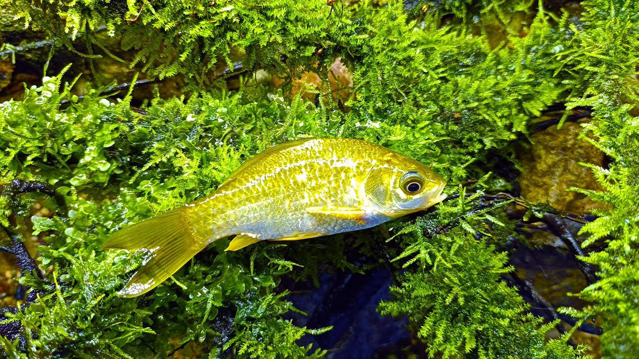 ЭТО КОНЕЦ! РАЗОБРАЛ палюдариум с речными рыбками, а там... смотреть онлайн