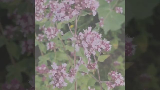 Лекарственные растения. Душица обыкновенная. смотреть онлайн