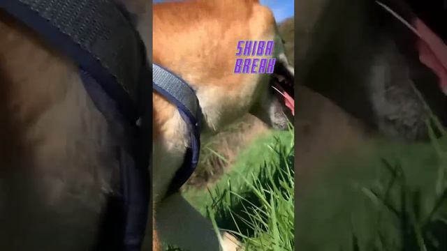Cutest Dog | Shiba Break смотреть онлайн