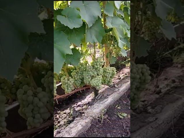 зал славы. паланга смотреть онлайн