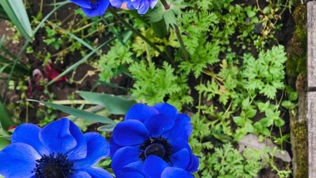 Лютики цветочки смотреть онлайн