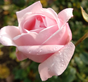 Как пережили зиму розы. Март на исходе