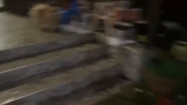 Небольшие вечерние гуляния. смотреть онлайн