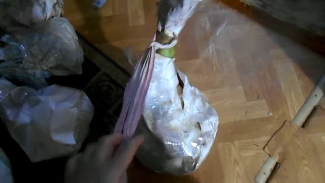 Капуста. Как сохранить свежей до весны смотреть онлайн