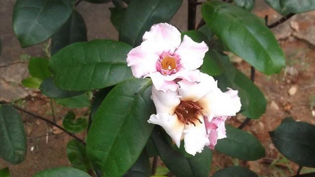 Climbing Oleander Flowers | Strophanthus Gratus | Cardiac Stimulant | Arrow Poison